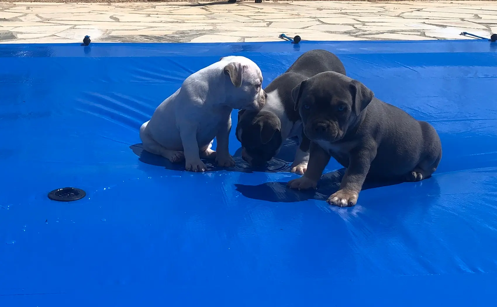 Cães e piscinas: Como garantir a segurança do seu pet na área de lazer?